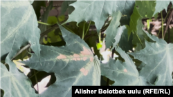 Узун мурут (усач) жеп салган жалбырак