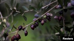 د پاکستان وفاقي حکومت د زیتونو ونو کښېنولو لړۍ په ۲۰۰۱ز کال کې پیل کړې وه - انځور له ارشیفه