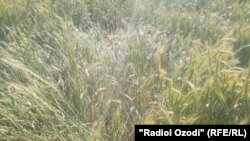 په هلمند کې د غنمو یوه کرونده