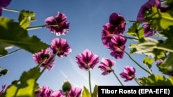 آرشیف: کشتزار کوکنار