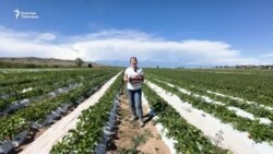 Ысык-Көл: Дыйкандар картөшкөнүн ордуна кулпунай тигишет   