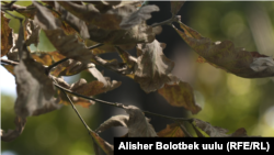 "Эркиндик" бульварындагы эмендин жалбырагы. 2023-ж., июль