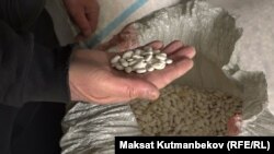 Таластагы төө буурчак. "Лопатка" сорту.