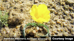 Кыргызстандагы "Кызыл китепке" кирген жоогазындар.