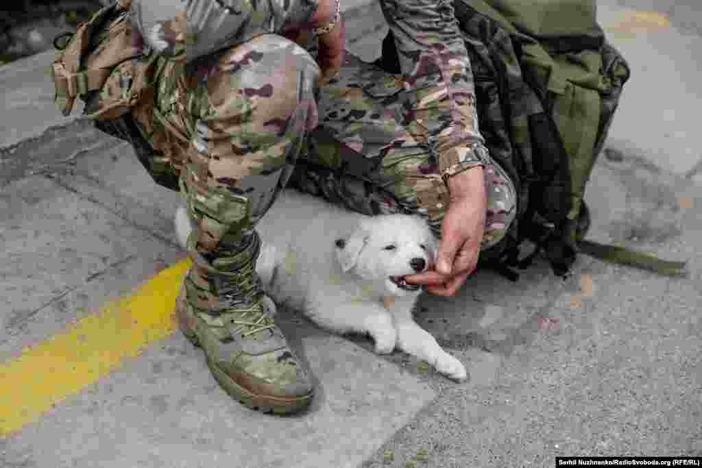 Євген везе додому доньці сюрприз &ndash; цуценя на ім'я Буаярд
