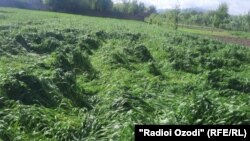 یوه زیانمنه شوې کرونده 