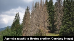 Dio zaraženih četinara u Crnoj Gori, juni 2024.