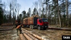 Дар минтақаи Приморйе соҳаи кишоварзӣ бахши муҳими иқтисод ба шумор меравад