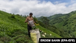 Në kërkim të një jete më të mirë: Emigrantët afganë punojnë në plantacione çaji në Turqi