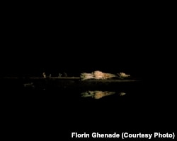 Stejărică, arbore secular, din localitatea Plopi, Teleorman, căzut la pământ după ce anterior a fost parțial ars. Localnicii au păstrat însă o prețuire față de acesta și i-au dat un nume.