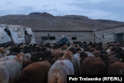 Maryam checks the sheep before herding them into the shed at dusk.