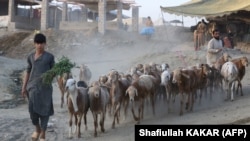 یک مالدار در کابل - عکس از آرشیف