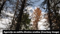 Zaraženi četinar, juni 2024.