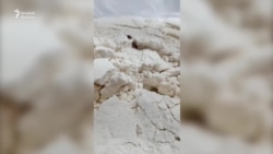 Aşgabatda ilata bitli we gurçukly un paýlandy