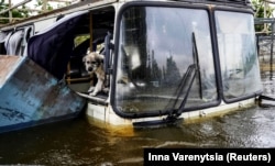 Собака на затопленій частині Херсону на 7-й день після знищення Каховської ГЕС