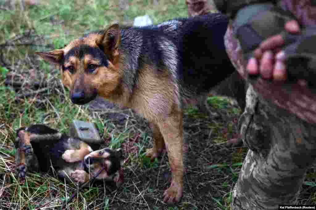 A German shepherd named Bas accompanies Ukraine's "Edelweiss" mortar unit after their return from heavy fighting close to Bakhmut on April 14. The unit rescued the dog during a mission near Kyiv last summer, and Bas has traveled with them to different places along the front lines ever since.