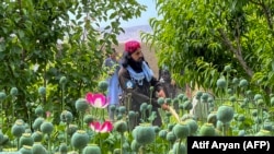 آرشیف - کشت کوکنار در ولایت بلخ