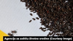 Ulovljeni potkornjak