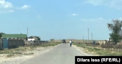 Байтогайдагы фермерлер чегирткеден катуу жабыр тартышты.