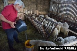 Negativan uticaj klimatskih promena primetan je i u stočarstvu