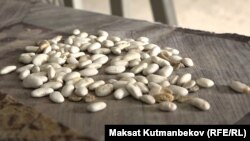 Таластагы төө буурчак. "Лопатка" сорту.