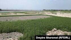Дно Каховського водосховища після висихання поросло зеленню