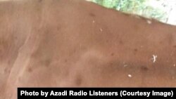 برنامه تطبیق واکسین برای از بین بردن این بیماری در بامیان آغاز شده است