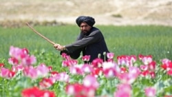 د زهرو کاروان: د کوکنارو د بدیل کښت ستونزې او د اعتیاد ناورین