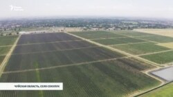 Яблоки на миллион. Итальянский сад в Сокулуке