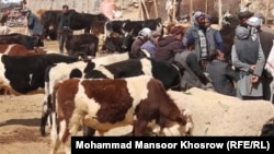 خریداران و فروشنده گان مواشی در حال چانه زدن در گوشه یی از بازار اصلی فروش مواشی در بامیان