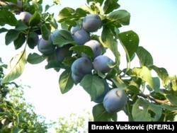 'Hoće li kivi postati šumadijski brend umesto šljive' - prilagođavanje vremenskim uslovima nateralo je poljoprivrednike da razmišljaju i o uzgoju novih vrsta