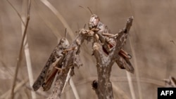 Акс аз бойгонӣ