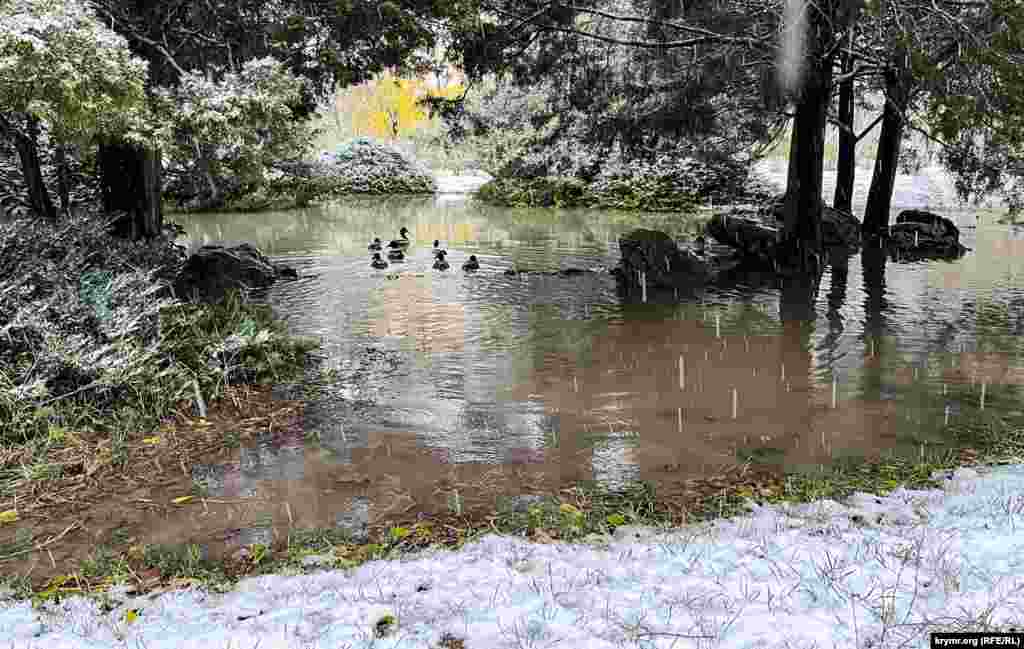 Дві сусідні ставки велика вода просто об'єднала в один великий