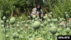 افغانستان کې د تریاکو کرونده