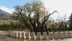 Can Montenegro's 2,200-Year-Old Olive Tree Be Saved? 