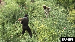 کمپاین جریان تخریب کشتزار های کوکنار 