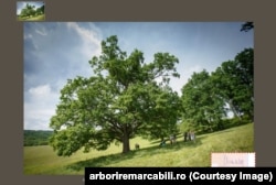 Primul stejar măsurat în cadrul Proiectului Arbori Remarcabili, de către regele Charles, în iunie 2015; primul înregistrat pe platforma arboriremarcabili.ro, de către regele Charles. Poza înregistrată are atașată semnătura Majestății sale.