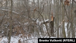 Tokom vremena pojedina stabla se suše i propadaju ali se, kažu u Spomen-parku, sade nova