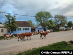 Cireada satului, în fața casei regelui Charles din Viscri.