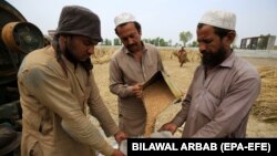 په پېښور کې کروندګر تر ترېشر وروسته غنم په بوجۍ کې اچوي ـ پخوانی انځور.