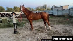 Камчы Көлбаевге таандык делген асыл тукум жылкылардын бири. Сүрөт УКМКга тиешелүү. 16-октябрь, 2023-жыл.