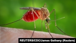 Virusul West Nile se transmite doar prin înțepătura unui țânțar infectat, dar nu și de la om la om.