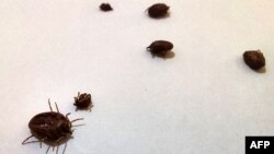 کانګو وايرس د وړې خزندې له لارې له څارويوو انسانانو ته انتقاليږي ـ انځور له ارشیفه.