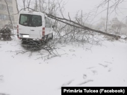 La Tulcea, viscolul şi vântul foarte puternice de duminică au provocat căderea multor copaci, existând deja foarte multe sesizări pe această temă, a transmis Primăria oraşului.