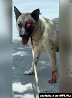 Aşgabadyň 30-njy etrapçasynda gözi oýulan it.