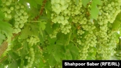 دهقانان و باغداران میگویند که به سرد خانه نیاز است تا محصولات انگور ضایعه نشود