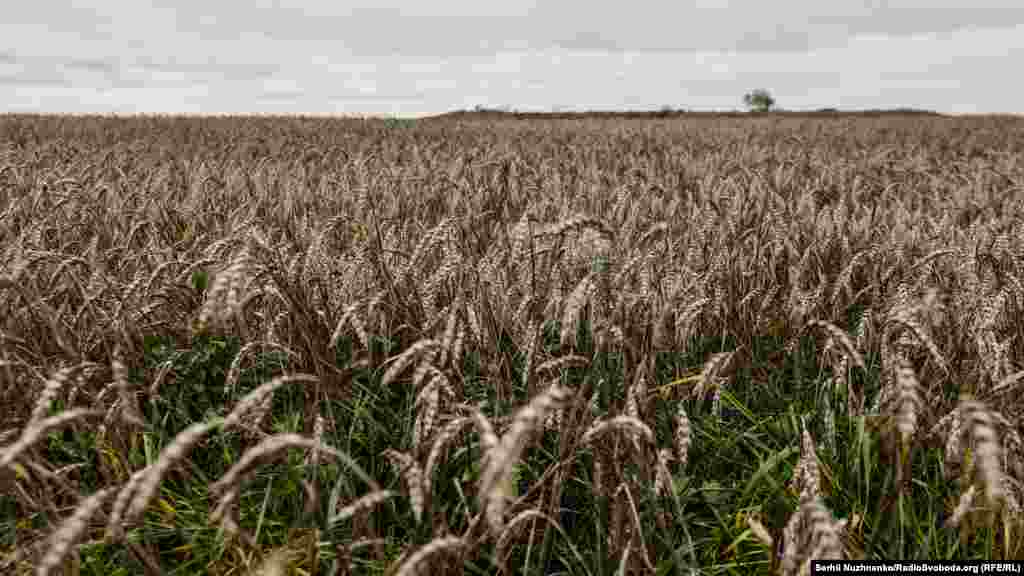 Українська пшениця, яка залишилася незібраною під час російської окупації Херсонщини, фото від 13 листопада 2022 року