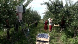 Producător de fructe: „Ba embargo, ba secetă... probleme în fiecare an”