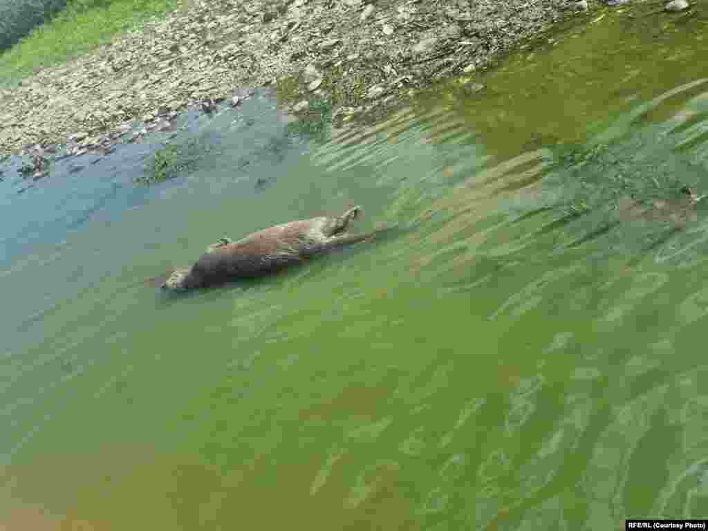 Vidrele mor de foame în lipsa peștelui.&nbsp;