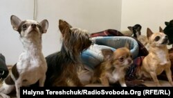 Ці покинуті песики поїхали у польський притулок для тварин